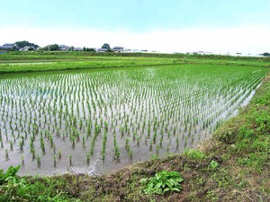 田植え後状況