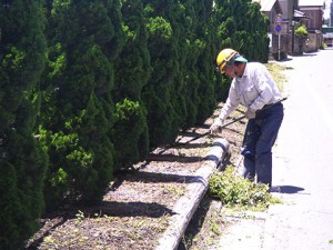 除草した草の回収作業